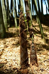 Phyllostachys edulis, called Juksundae in Korea, is a giant bamboo species from China and Taiwan. It produces edible shoots and has tall green culms valued for multiple uses.