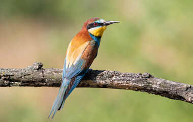 European bee-eater, merops apiaster. A bird sits on a beautiful old thick branch