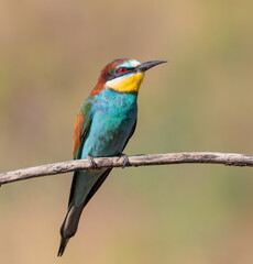 European bee-eater, merops apiaster. A bird sits on a branch against a beautiful background