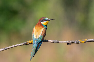 European bee-eater, merops apiaster. A bird sits on a branch against a beautiful background