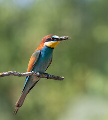 European bee-eater, merops apiaster. A bird sits on a branch with prey in its beak