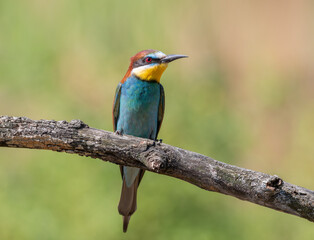 European bee-eater, merops apiaster. A bird sits on a beautiful old thick branch
