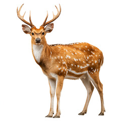 Obraz premium Spotted Sika Deer Isolated on White Background
