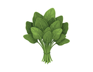 bunch of fresh green parsley