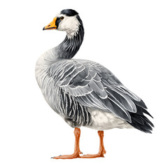 Nene Hawaiian Goose Isolated on White Background