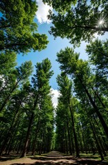 Obraz premium pine forest in the morning