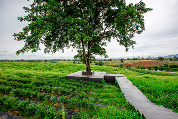 A wide-angle view of the natural scenery of the large mountains, with the wind blowing the mist and some rain falling on the trees. Happiness during the travel to study the resources.