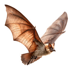Obraz premium Realistic Brown Bat in Flight Isolated on White Background