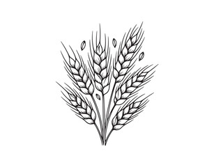 Wheat plant spikelets, a doodle illustration in vector form, hand-drawn sketch
