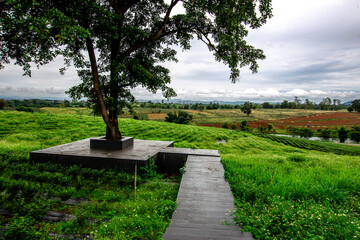 A wide-angle view of the natural scenery of the large mountains, with the wind blowing the mist and some rain falling on the trees. Happiness during the travel to study the resources.