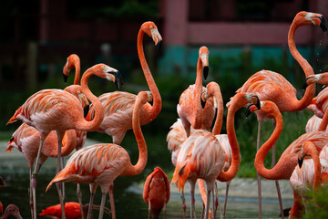flamingos in the zoo