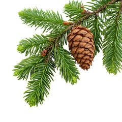 Spruce Branch with Cone Isolated on Black Background