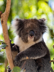 koala in tree