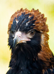 portrait of a eagle black breast buzzard