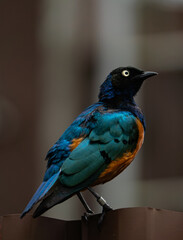 superb starling