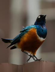 superb starling
