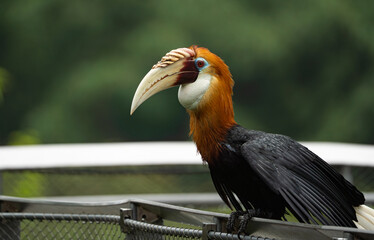blyth’s hornbill