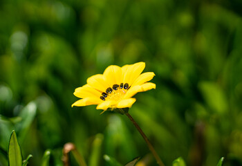 yellow dandelion flower