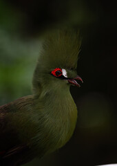 livingstone turaco