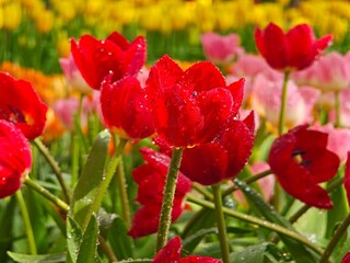 Obraz premium Red tulip flowers.
