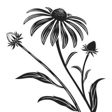 black and white black eyed susan prairie sun