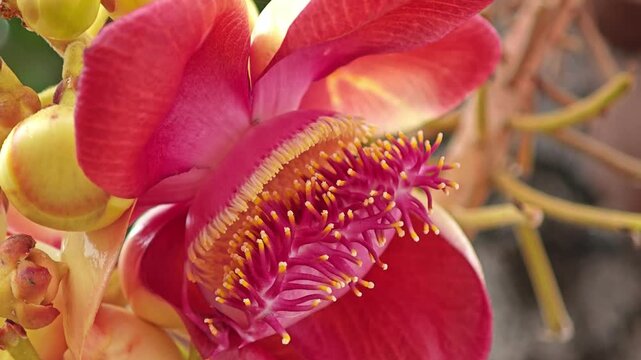 Cannonball tree, Sala tree. Shorea robusta flowers.