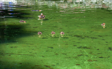 Wild Mallard duck and cute little ducklings swimming in pond in spring park