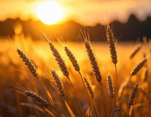 Golden wheat heads bathed in the warm glow of a setting sun, showcasing a serene and beautiful rural landscape.