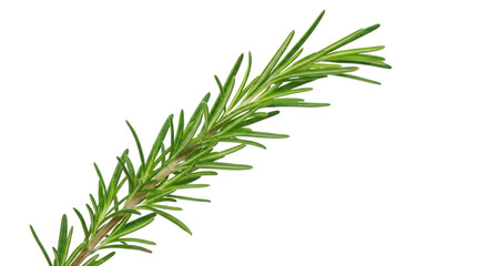 Rosemary Sprig Isolated on White Background | Fresh Herb for Cooking, Culinary Arts, and Aromatherapy