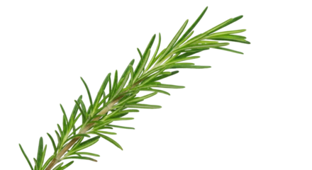 Rosemary Sprig Isolated on White Background | Fresh Herb for Cooking, Culinary Arts, and Aromatherapy