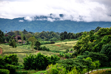 Fototapeta premium Close-up of natural atmosphere background with various trees growing along the edge of the mountain, bananas, moss ferns along the natural waterfall and cool breeze blowing through.