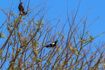 Pies perchées dans un arbre