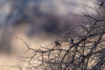 Astrild ondul&eacute; perch&eacute; sur une branche