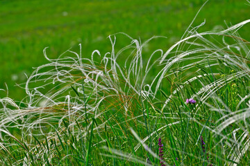 European feather grass // Grauscheidiges Federgras, Echtes Federgras (Stipa pennata)