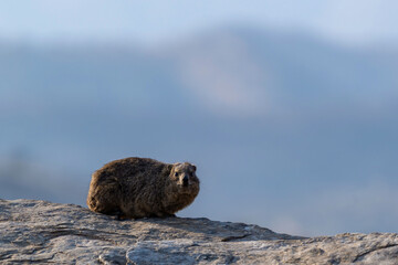 Daman du Cap en Namibie