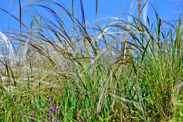 Grauscheidiges Federgras, Echtes Federgras // European feather grass (Stipa pennata) - Lasi, Rumänien