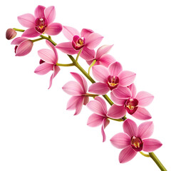 A delicate branch of vibrant pink orchid flowers with intricate details isolated on transparent background