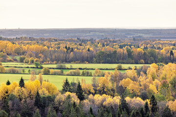 Fields by a forest with treetops in autumn colours