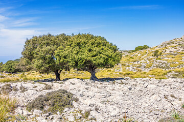 Lush green trees in a arid climate on rocky mountain plateau