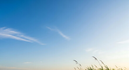 Fototapeta premium A serene view of tall grass against a clear blue sky with wispy clouds in the background landscape ai generated