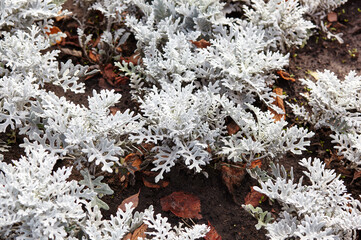 Beautiful Silver dust Cineraria maritima in city park, autumn time. Natural background of cineraria plant, selective focus