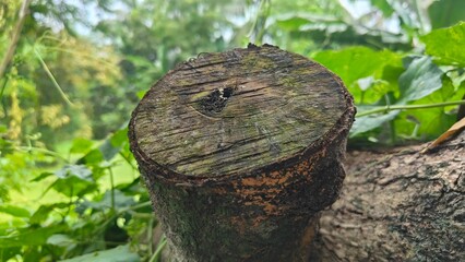 Close-up of a Tree Stump in a Green Environment