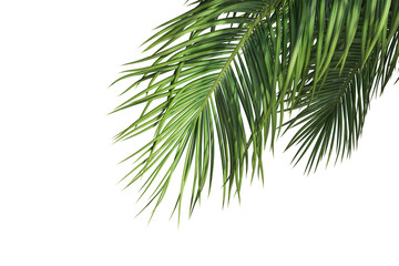 Foreground realistic coconut leafs collection on transparent backgrounds. high quality 3d rendering. png format