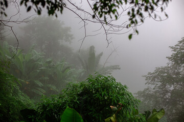 Close-up of natural atmosphere background with various trees growing along the edge of the mountain, bananas, moss ferns along the natural waterfall and cool breeze blowing through.