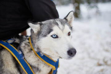 Siberian husky with blue and brown eyes standing outdoors in snowy landscape, wearing harness, looking alert and attentive, fur showing distinctive black and markings