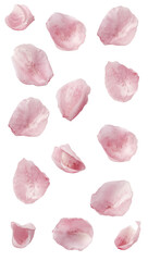 Realistic pink rose petals isolated with natural texture