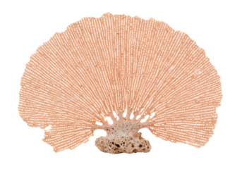 Isolated Venus sea fan with rough base, a coral type found in marine environments