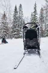 Empty dog sled standing on snowy ground in winter forest, metal frame and harness visible, tall evergreen trees in background, outdoor scene showing equipment for sledding activity