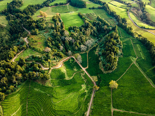 Tea Fields and Forest Hills