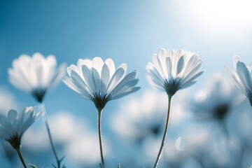A resplendent show of white flowers, set against the brilliant blue sky, extends towards the dazzling sun, conjuring emotions of immaculateness, revival, and resplendence when the sun reaches its